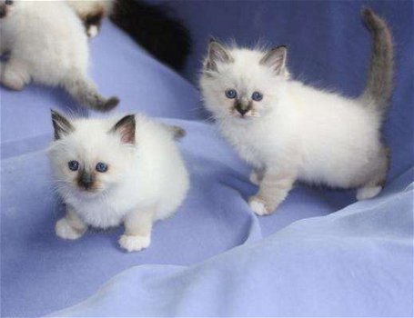 Super mooie creme Birman Kittens korthaar jongens en meisjes klaar - 0