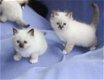 Super mooie creme Birman Kittens korthaar jongens en meisjes klaar - 0 - Thumbnail