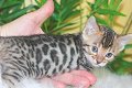 Mooie Bengaalse kittens - 1 - Thumbnail