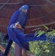 Super Hyacint ara papegaaien paar en vruchtbare eieren beschikbaar - 0 - Thumbnail