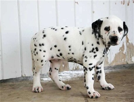 Dalmatian puppies for sale - 0