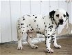 Dalmatian puppies for sale - 0 - Thumbnail