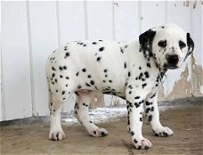 Dalmatian puppies for sale 