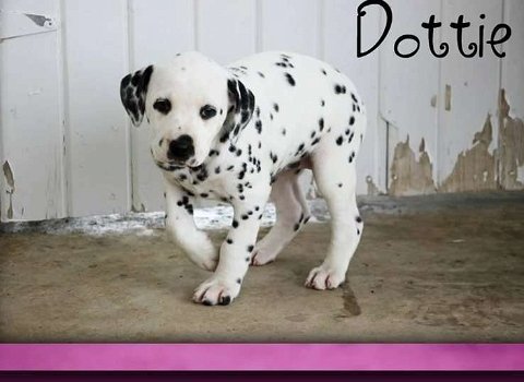 Dalmatian puppies for sale - 1