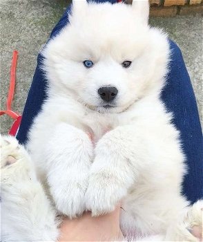 Siberian Husky puppies for sale - 0