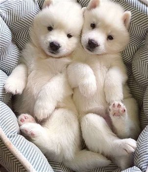 Siberian Husky puppies for sale - 1