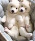 Siberian Husky puppies for sale - 1 - Thumbnail