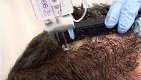Haaruitval behandeling en Haartransplantatie aanbieding - 2 - Thumbnail