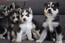 siberische husky pups