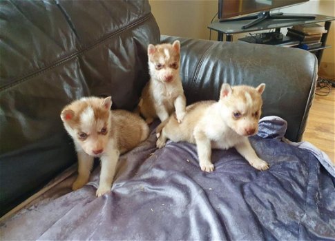 Sweet Siberian Husky Puppies for sale - 0