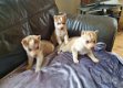 Sweet Siberian Husky Puppies for sale - 0 - Thumbnail