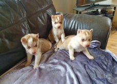 Sweet Siberian Husky Puppies for sale