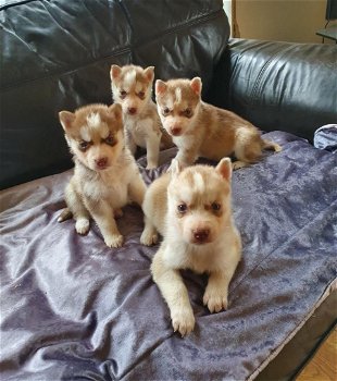 Sweet Siberian Husky Puppies for sale - 1