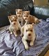 Sweet Siberian Husky Puppies for sale - 1 - Thumbnail