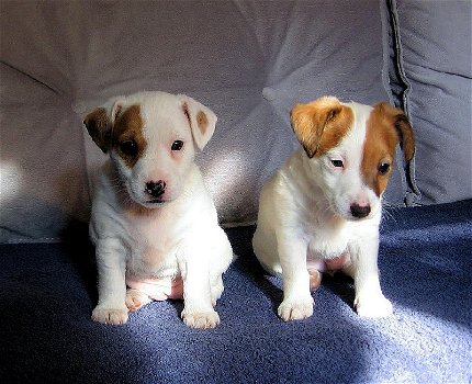 Beautiful Jack Russell puppies for sale - 0