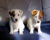 Beautiful Jack Russell puppies for sale - 0 - Thumbnail