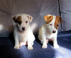 Beautiful Jack Russell puppies for sale 