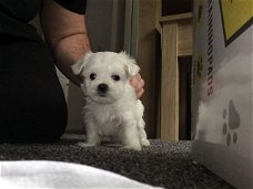 Pure White Maltese complete Sale 