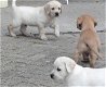 Labrador pups - 0 - Thumbnail