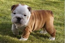 Mooie mannelijke en vrouwelijke Bulldog Puppies