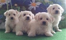 Tiny Kc geregistreerde prachtige Maltese puppy's