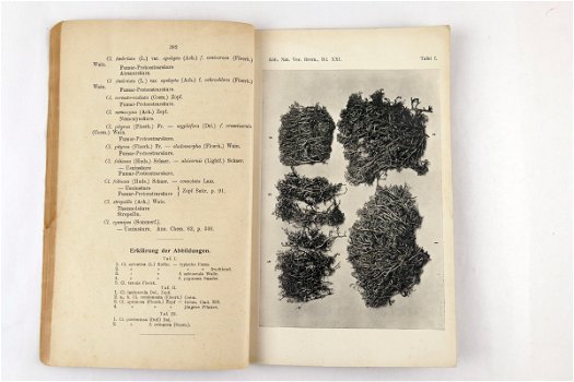 2 x Die Cladonien des nordwestdeutschen Tieflandes und der deutschen Nordseeinseln 1906 + 1912 - 1