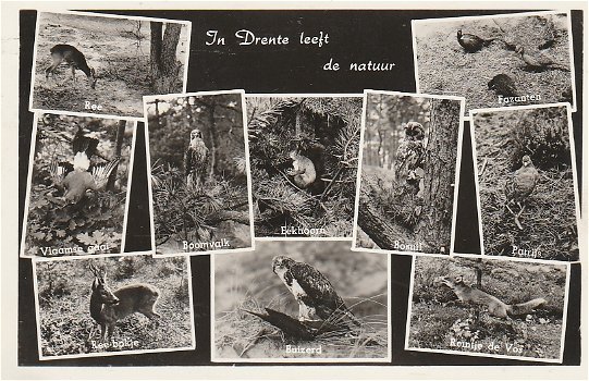 In Drente leeft de natuur 1959 - 0