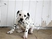 Dalmatian puppies for sale - 0 - Thumbnail