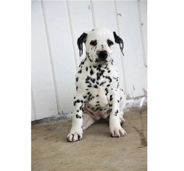 Dalmatian puppies for sale - 1