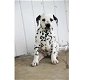 Dalmatian puppies for sale - 1 - Thumbnail