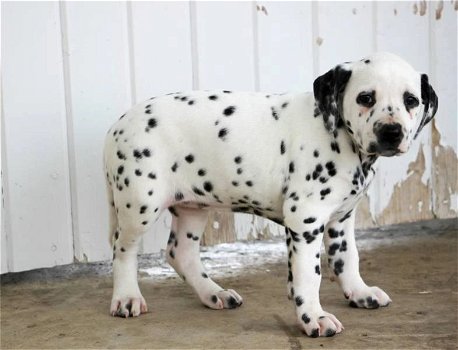 Dalmatian puppies for sale - 2