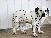 Dalmatian puppies for sale - 2 - Thumbnail