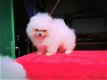 Male and female Pomeranian puppies now available - 0 - Thumbnail