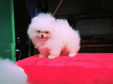 Male and female Pomeranian puppies now available