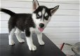 Mannelijke en vrouwelijke Siberische Husky-puppy's - 0 - Thumbnail