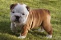 Mooie mannelijke en vrouwelijke Bulldog Puppies - 0 - Thumbnail