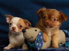 Chihuahua pupjes te koop!