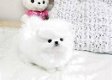 Prachtige pomeranian pups - 0 - Thumbnail