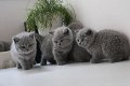 Absoluut verbluffende Britse kittens - 0 - Thumbnail