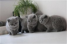 Absoluut verbluffende Britse kittens 