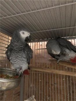 Aanhankelijk paar Afrikaanse grijze papegaaien - 0
