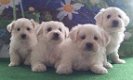 Tiny Kc geregistreerde prachtige Maltese puppy's - 0 - Thumbnail