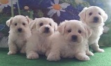 Tiny Kc geregistreerde prachtige Maltese puppy's