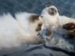 Topkwaliteit kittens beschikbaar - 0 - Thumbnail