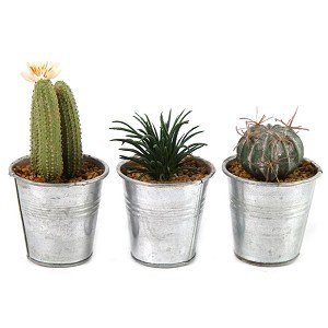 COUNTRYFIELD - SILK COLLECTION - CACTUS & VETPLANT - 0