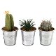 COUNTRYFIELD - SILK COLLECTION - CACTUS & VETPLANT - 0 - Thumbnail