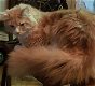 Prachtige Maine coon dekkater met stamboom - 0 - Thumbnail