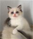 Mooie Ragdoll kittens voor adoptie. - 0 - Thumbnail
