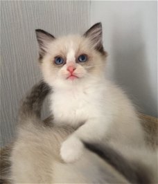 Mooie Ragdoll kittens voor adoptie.