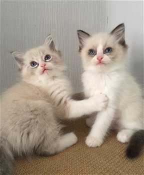 Mooie Ragdoll kittens voor adoptie. - 1